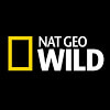 watch Nat Geo Wild channel online