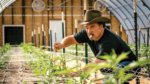 Actor Jim Belushi leaning over a row of pot plants