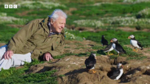 Sir David Attenborough lying on a rock with a group of puffins